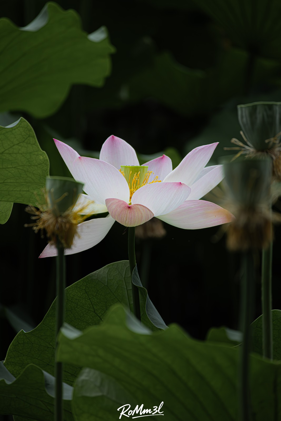 夏荷