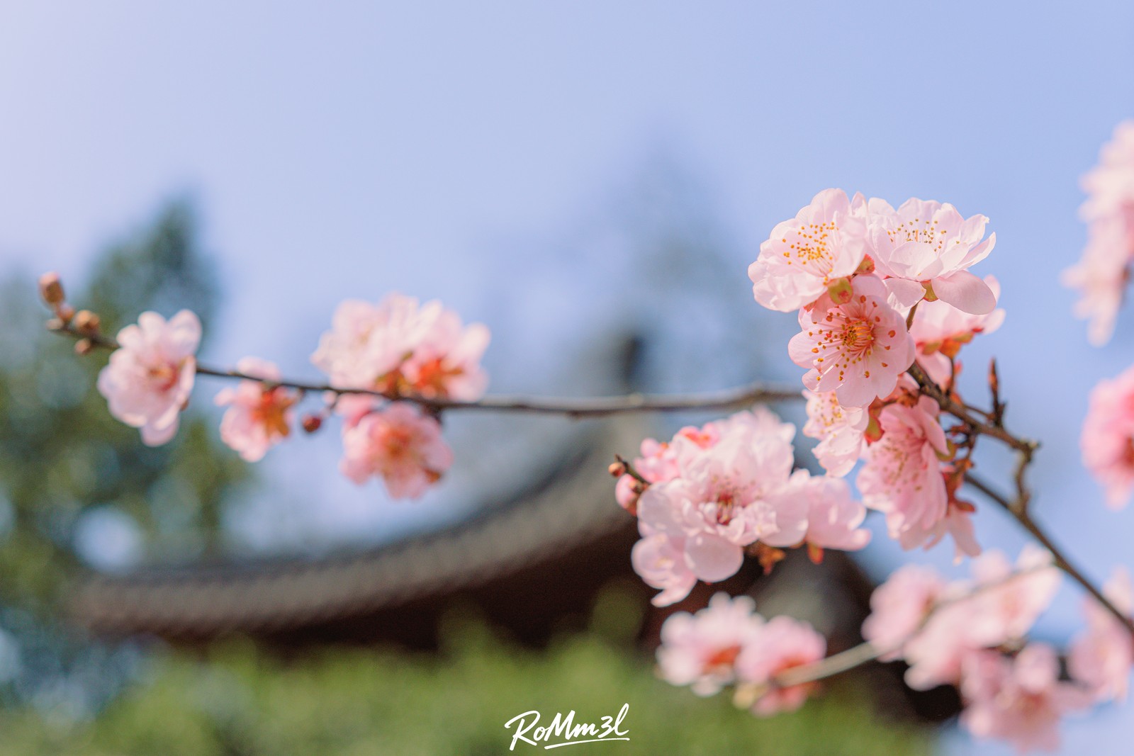 春日樱枝